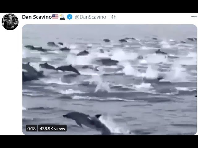 12/29/2020 - Dan Dolphins! Senate blocks Bill but watch how this plays out! 30-12-2020