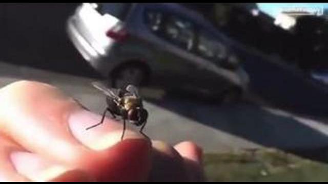 Landing fly's on politicians heads? Drones? Micro Technology You didn't know existed 10-8-2021