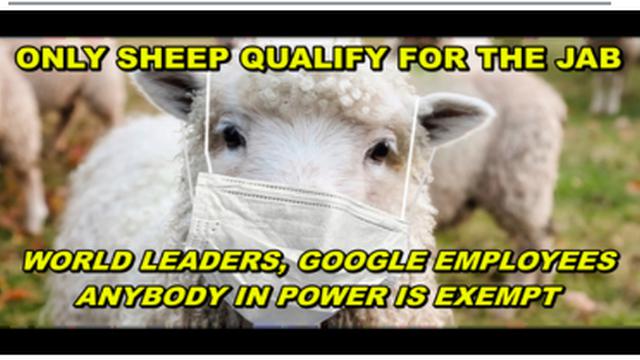 NO VAXX FOR GOOGLE EMPLOYEES, POLITICIAN OR ANY WORLD LEADER - ONLY SHEEP QUALIFY FOR THE JAB 11-9-2021