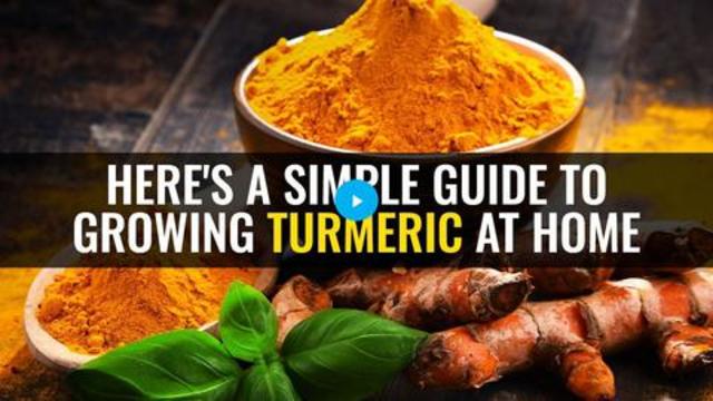 Here's a simple guide to growing turmeric at home 11-11-2021