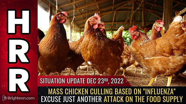 Situation Update, 12/23/22 - Mass chicken culling based on "influenza" excuse 23-12-2022